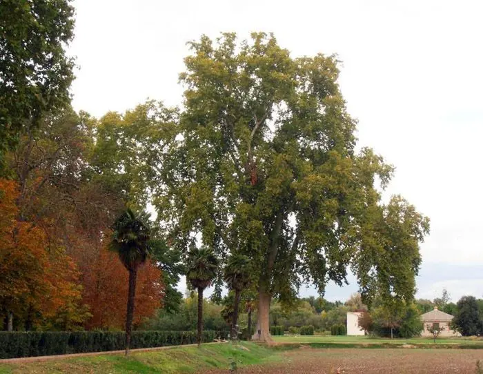 Aranjuez audio guide - The Plane Tree of the Infante's Garden 