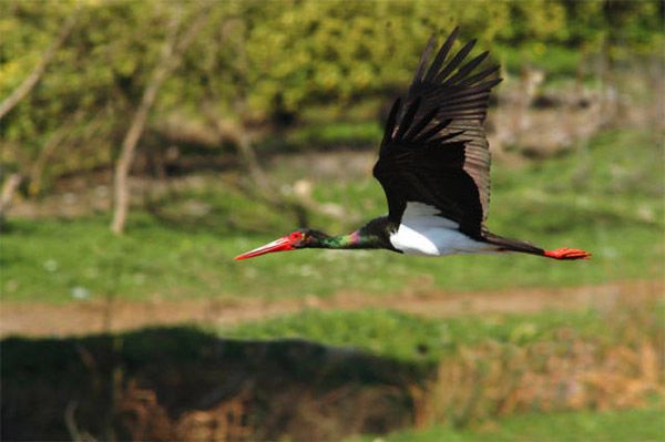 Black stork Cabañeros audioguide