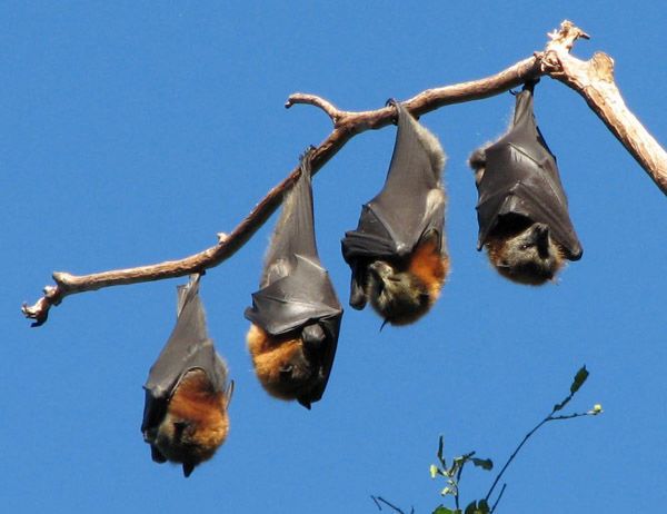 Bats - Cabañeros audio guide
