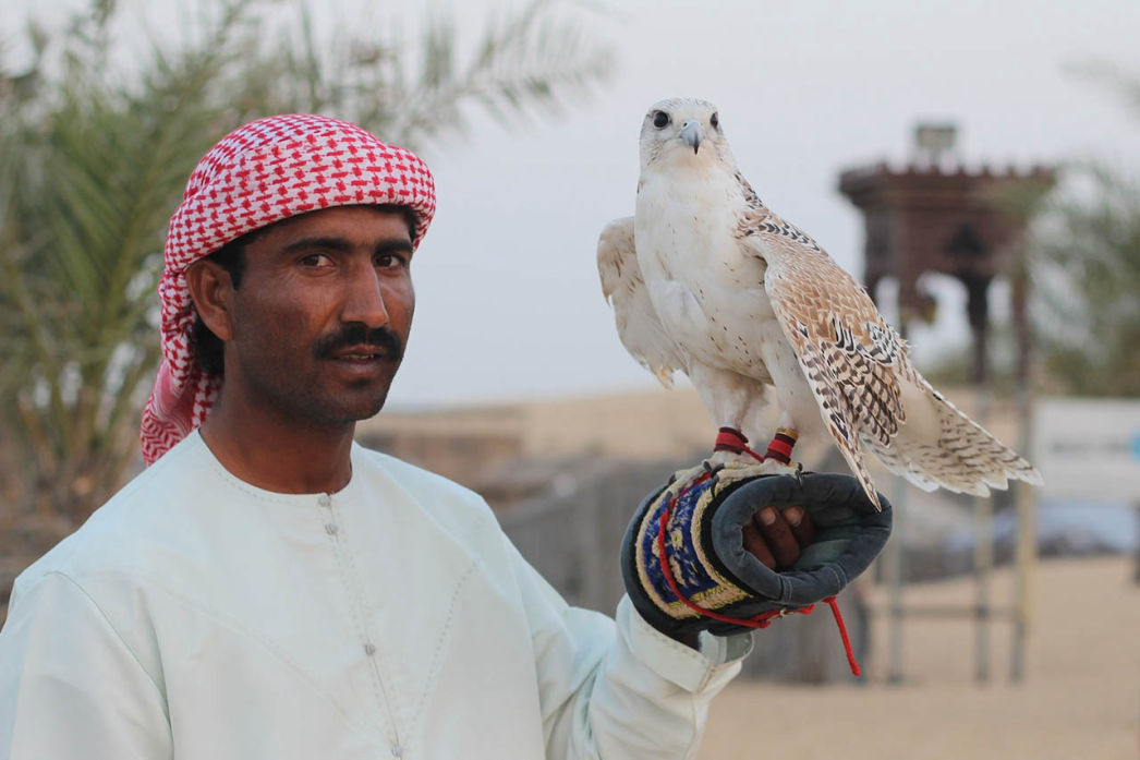 Audioguide of Dubai- Falconry  (audioguides, audiotour)