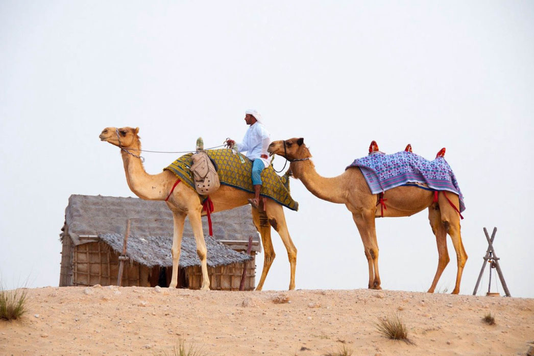 Audioguide of Dubai- Camel and horse racing (audioguides, audiotour)