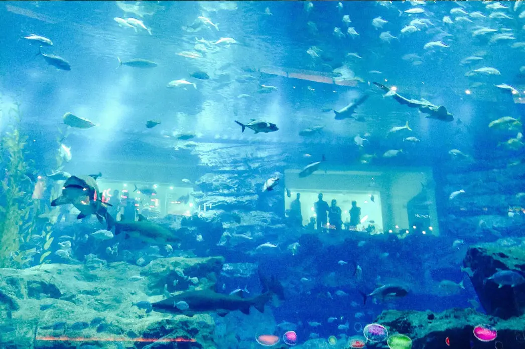 Audioguide of Dubai- Dubai Aquarium (audioguides, audiotour)