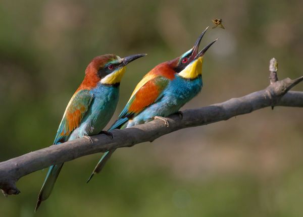 Bee-Eaters - Cabañeros audio guide