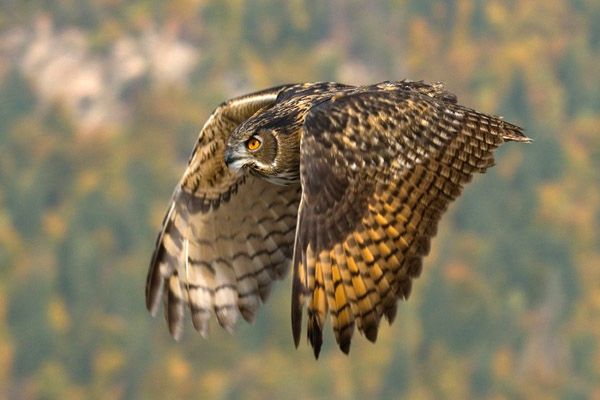 Eurasian Eagle-Owl - Cabañeros audio guide