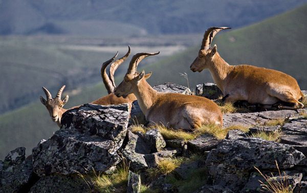 Iberian Wild Goats - Cabañeros audio guide