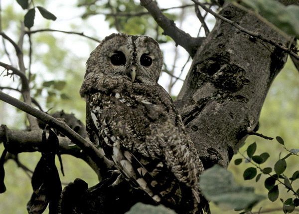 Tawny Owl - Cabañeros audio guide
