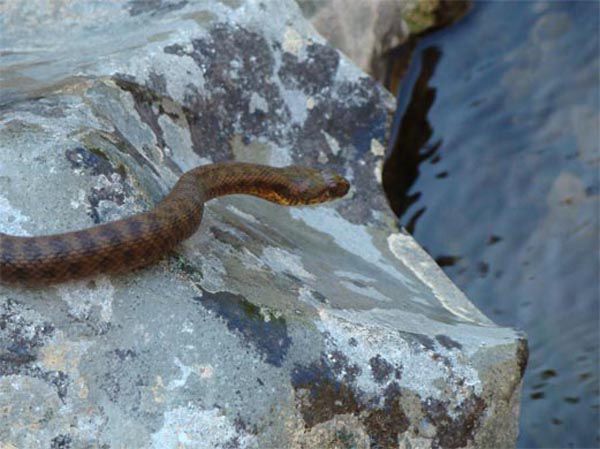 Viperine Water Snake - Cabañeros audio guide